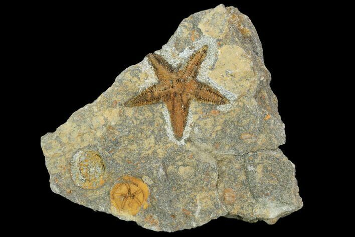Starfish (Petraster?) & Edrioasteroid (Spinadiscus)- Ordovician #100080
